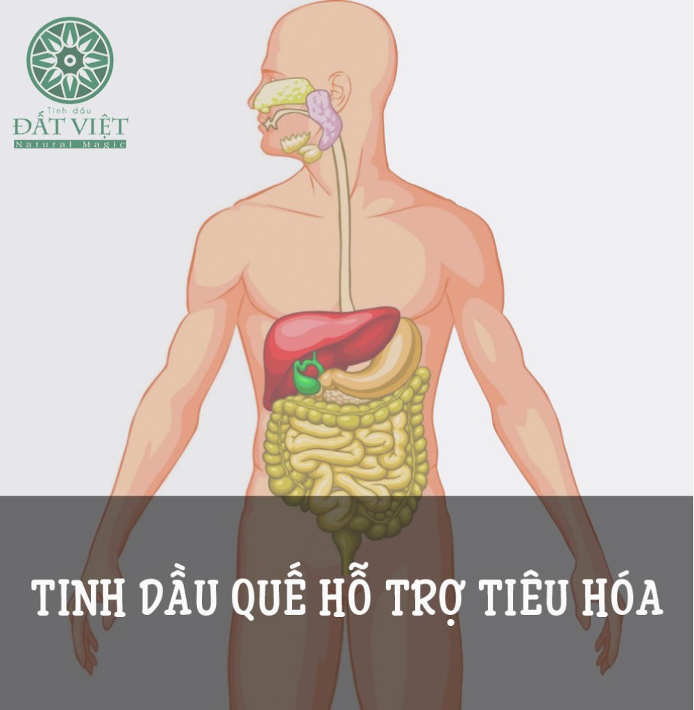 Tinh dầu quế hỗ trợ tiêu hóa hiệu quả