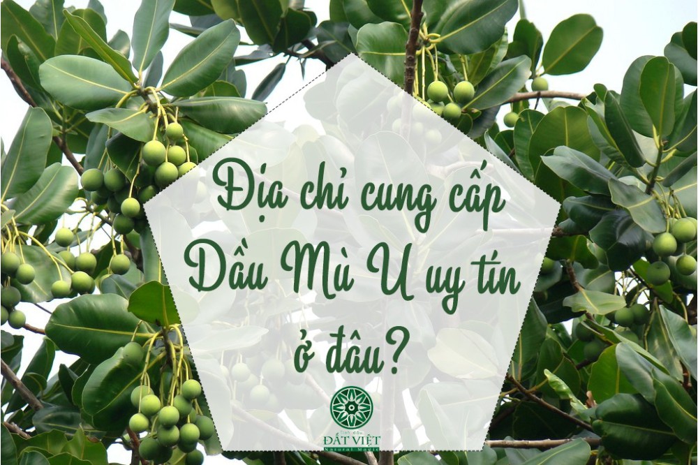 Dầu Mù u mua ở đâu