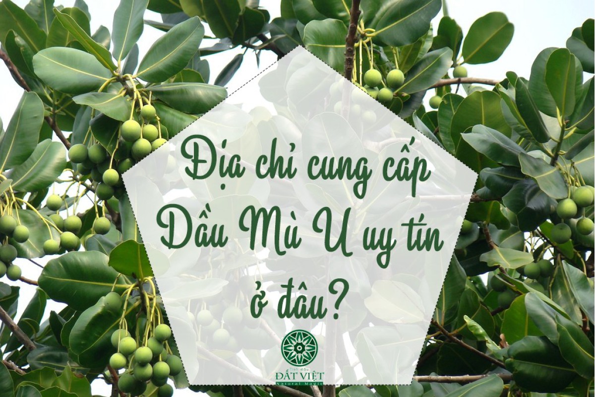 Dầu Mù u mua ở đâu