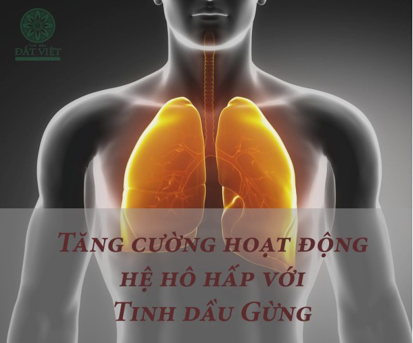 Tinh dầu Gừng hỗ trợ hệ hô hấp