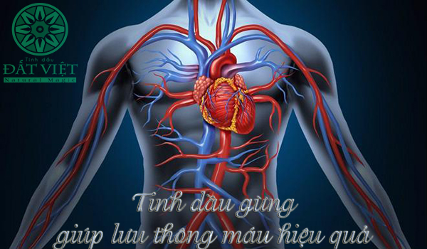 Tinh dầu gừng giúp lưu thông máu hiệu quả