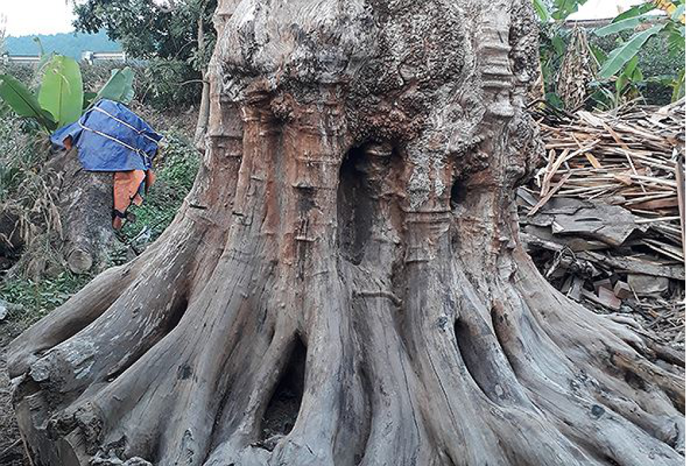 Ngọc Am - Những công dụng của tinh dầu Ngọc Am