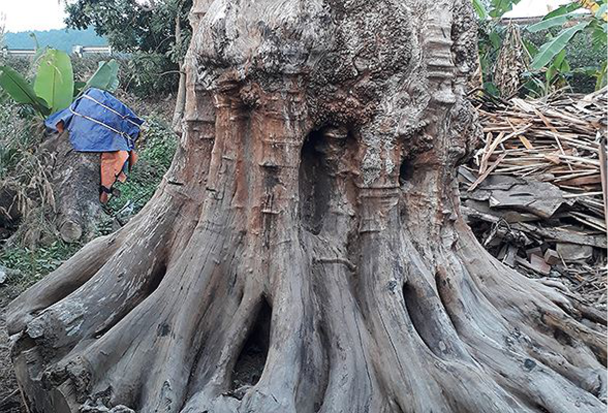 9 Tác dụng chính của Tinh dầu Ngọc Am