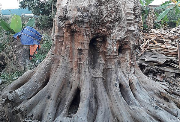 Ngọc Am - Những công dụng của tinh dầu Ngọc Am