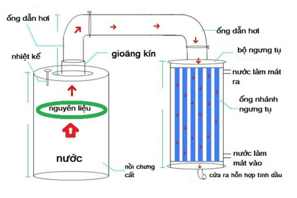 Sản xuất, phương pháp chiết xuất, công dụng tinh dầu bưởi