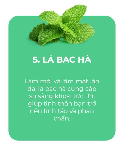 NGUYÊN LIỆU BẠC HÀ