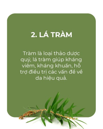 NGUYÊN LIỆU LÁ TRÀM